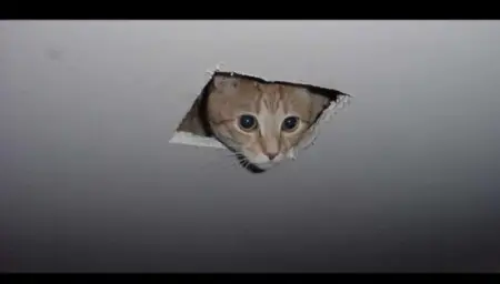 Cat in ceiling