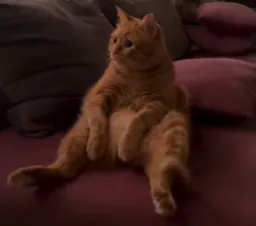 گربه منتظر نشسته روی تخت