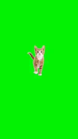 نزدیک شدن گربه به دوربین