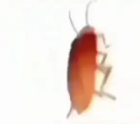 Dancing cockroach