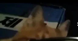 گربه ناراحت