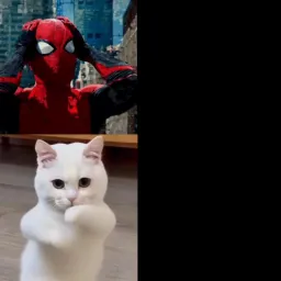 گربه رقصان با کرد عنکبوتی