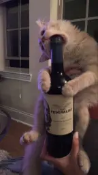 The cat is opening the wine bottle