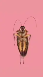 Cockroach dance