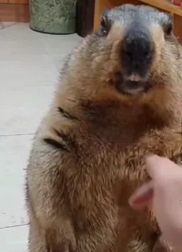 Man tickling marmot