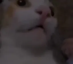 گربه متعجب