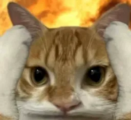 گربه متعجب