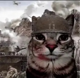 soldier cat