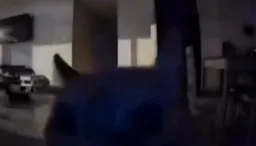 متعجب شدن گربه و سفید شدن صفحه