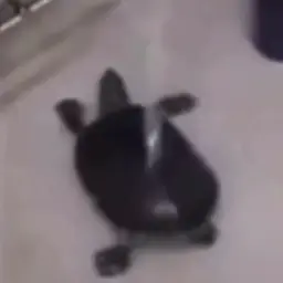 Dancing turtle