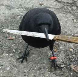 crow grabbing a knife