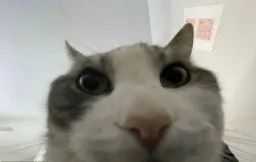 cat look in camera
