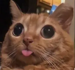 Cat shouked look to camera