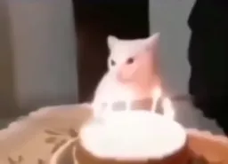 Surprise the cat at their birthday