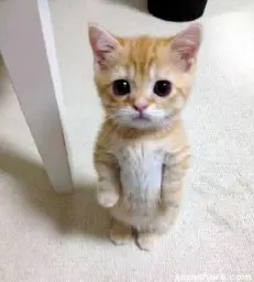 Standing cat