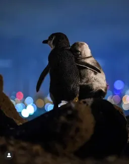 دو پنگوئن کنار هم