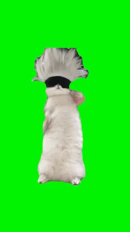 رقص گربه
