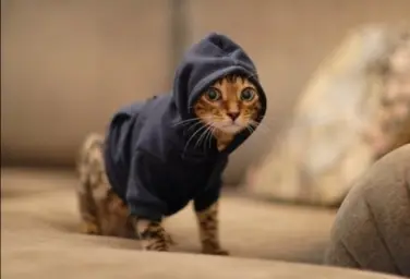 Cat with hoodie