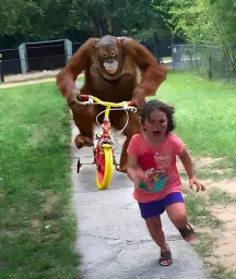 a monkey and girl