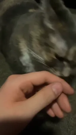 واکنش صادقانه گربه - ویدئو اصلی