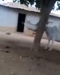 goat and cow fight