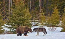 Eye in the eye of the bear and gerk