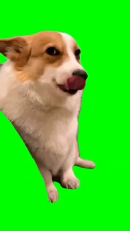 The sweet smile of a dog (Green curtain)