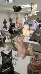 Cats in the classroom