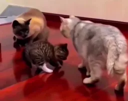 بچه گربه ناراحت