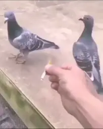 Pigeon smoking