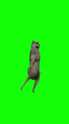 Wolf dance green screen