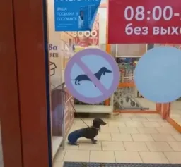 dog sitting in a not dogs allowed place
