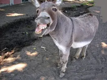 donkey laugh