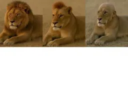 Comparison of long hair medium hair and bald 