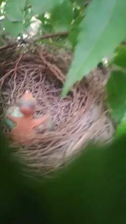 جوجه پرنده درحال گریه کردن