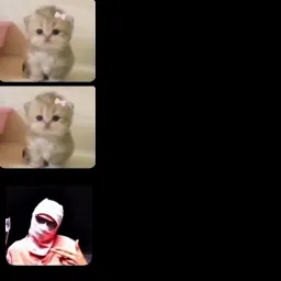 cats vs gangster but one cat turn into gangster