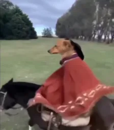 The dog sitting on the horse