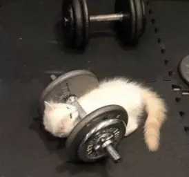 Athlete Cat