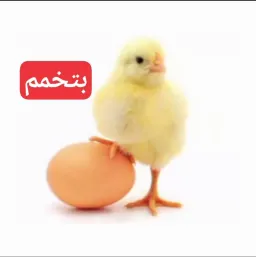 فاقد اهمیت