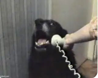 Dogs talking by telephone