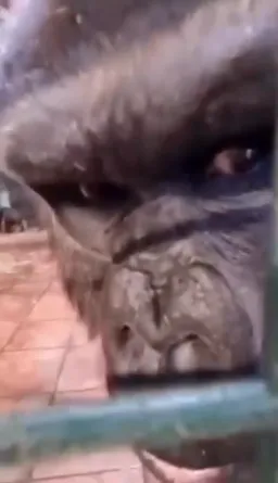 A monkey look from the inside of the cage