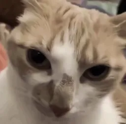 Cat Shoked