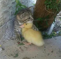 جوجه در بغل گربه
