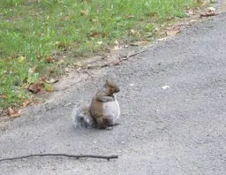 Taple squirrel