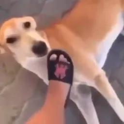 پرش ترسناک سگ