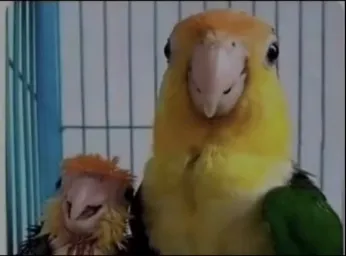 Parrot next to his chick