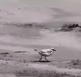 Bird running towards the sea 