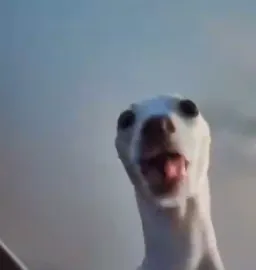 رقص سگ