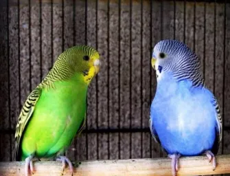 two love birds looking each other