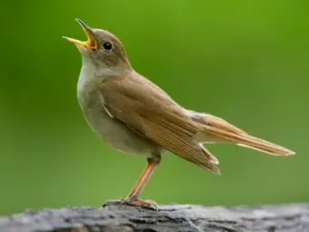 voice and queen and bird